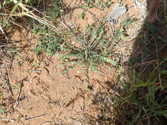 Phyllanthus polygonoides