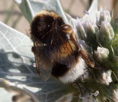Bombus terrestris lusitanicus