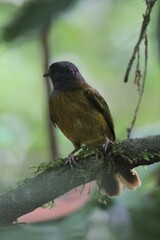 Eucometis penicillata