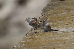 Passer domesticus