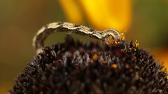Eupithecia virgaureata