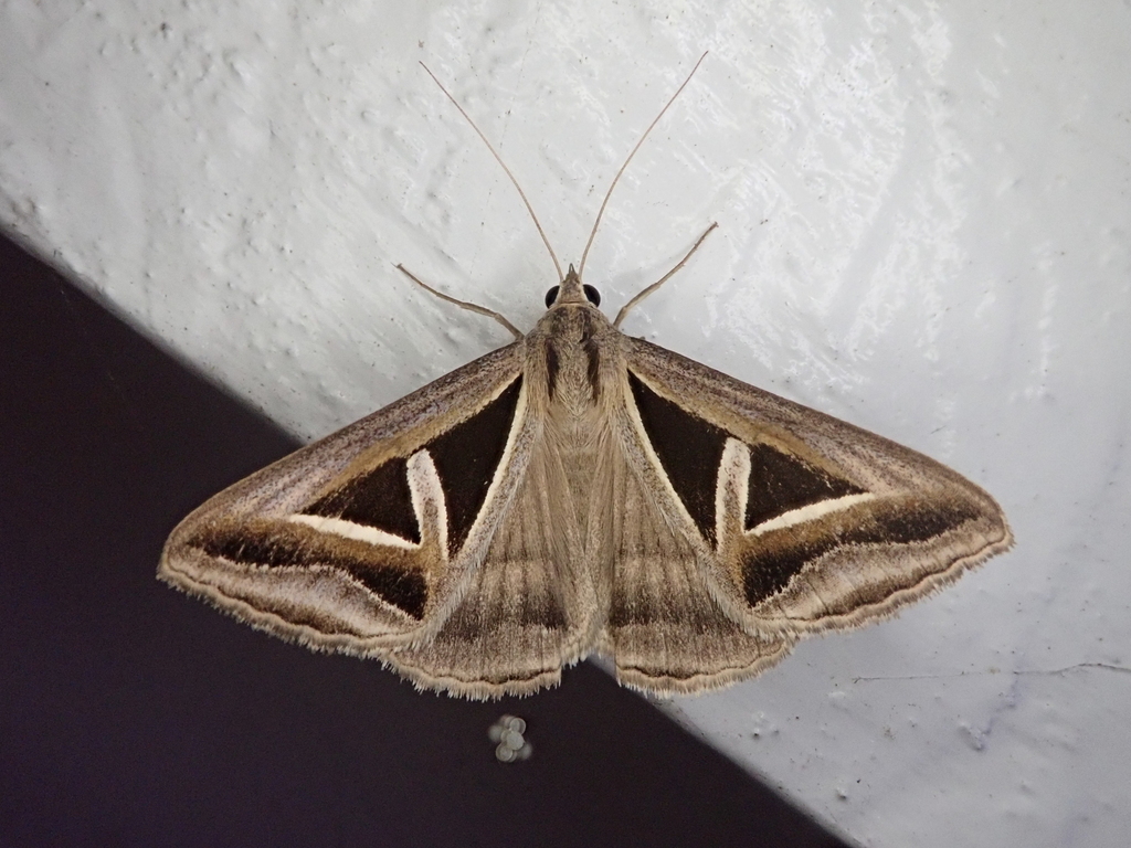 Trigonodes