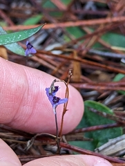 Burmannia biflora