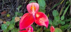 Disa uniflora