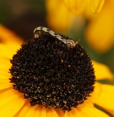 Eupithecia virgaureata