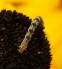 Eupithecia virgaureata