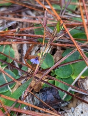 Burmannia biflora