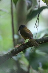 Eucometis penicillata