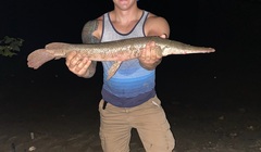 Lepisosteus platostomus