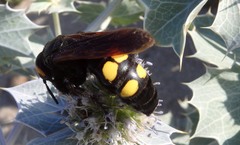 Megascolia maculata flavifrons