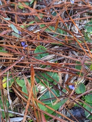 Burmannia biflora