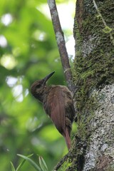 Dendrocolaptes sanctithomae