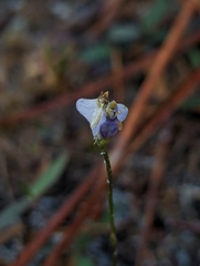Burmannia biflora