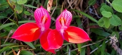 Disa uniflora