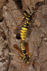 Eusphecia pimplaeformis