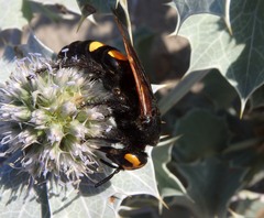 Megascolia maculata flavifrons