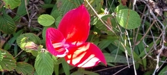 Disa uniflora