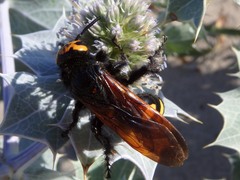 Megascolia maculata flavifrons