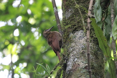 Dendrocolaptes sanctithomae