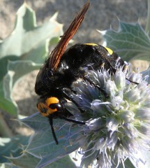 Megascolia maculata flavifrons