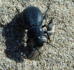 Tentyria mucronata