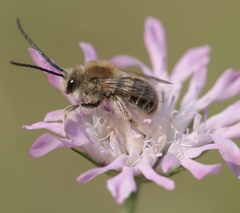 Eucera