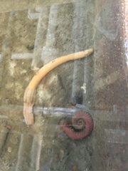 Cerebratulus lacteus