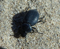 Tentyria mucronata
