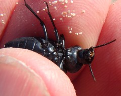 Tentyria mucronata