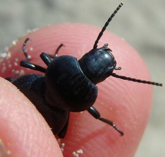 Tentyria mucronata