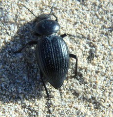 Tentyria mucronata