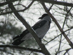 Corvus cornix