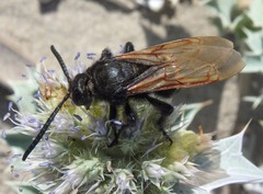 Megascolia maculata flavifrons