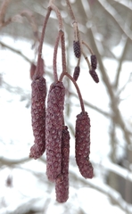 Alnus glutinosa