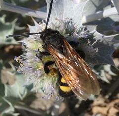Megascolia maculata flavifrons
