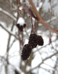 Alnus glutinosa