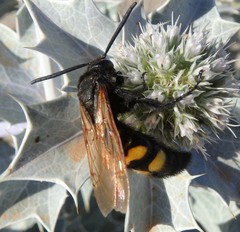 Megascolia maculata flavifrons