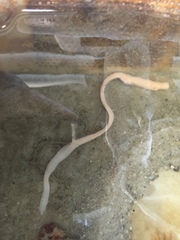 Cerebratulus lacteus