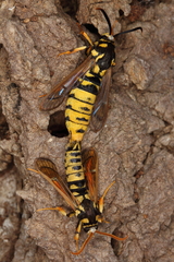 Eusphecia pimplaeformis