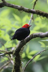 Ceratopipra mentalis