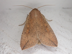 Mythimna convecta