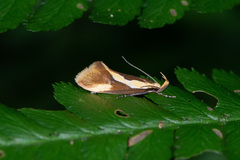 Harpella forficella