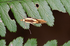 Harpella forficella