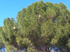 Thaumetopoea pityocampa