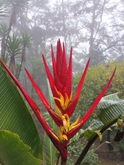 Heliconia