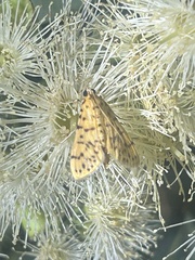 Conogethes punctiferalis