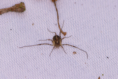 Oligolophus hanseni