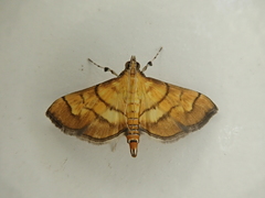 Orphanostigma