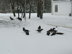Corvus cornix