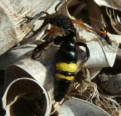 Scolia erythrocephala